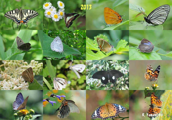 ：舞岡公園の蝶；クリックするともう少し大きな写真になります